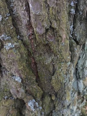 Kabuk dokusu deseni. Kabuk Soyut Ağaç Elementi. 