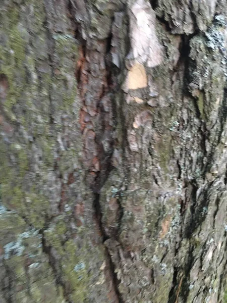 Bark Texture Pattern. Tree Abstract Nature