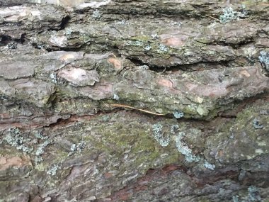 Kabuk dokusu deseni. Kabuk dokusu Tahtası 