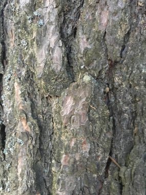 Kabuk dokusu deseni. Havlama Yaratıcı Doğa 