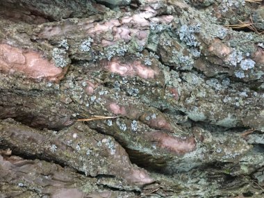 Kabuk dokusu deseni. Kök Soyut Orman 