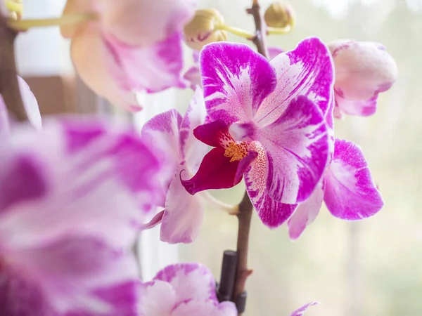 Phalaenopsis orchid. The indoor plants on the windowsill. Selective focus — Stock Image Phalaenopsis Orchid Indoor Plants Windowsill Selective Focus Royalty Free Stock Images