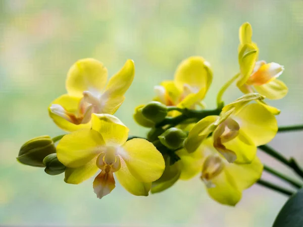 Phalaenopsis orchid. The indoor plants on the windowsill. Selective focus — Stock Image Phalaenopsis Orchid Indoor Plants Windowsill Selective Focus Stock Image