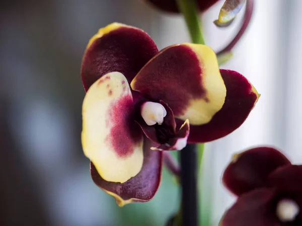 Phalaenopsis orchid. The indoor plants on the windowsill. Selective focus — Stock Image Phalaenopsis Orchid Indoor Plants Windowsill Selective Focus Stock Image