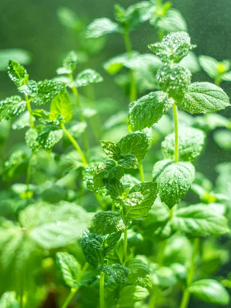 Fresh mint leaves in the garden. Spearmint peppermint, herb garden. Growing organic mint close up. Mint leaves background. Selective focus