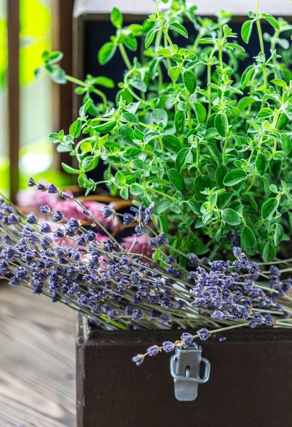 Green oregano plant, closeup. Aromatic herbs in pots. Set of culinary herbs, oregano with lavender. Alternative medicine.