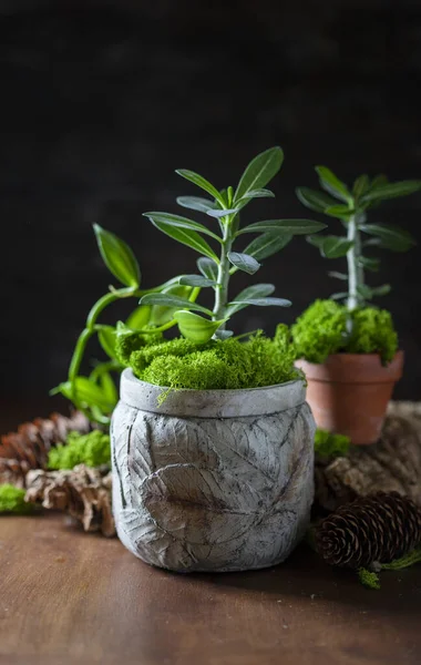 Indoor plant in a concrete pot on a dark background. Selective focus