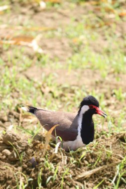 TARİHÇİ ÇİFTLİK ADAMLARINDA ÇALIŞMA ÇALIŞMA .