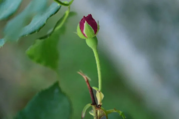 Piękny Kwitnący Kwiat Pączek Róży Ogrodzie Uchwycony Podczas Podlewania Roślin — Zdjęcie stockowe