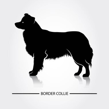 Sınır Collie Dog vektör silueti. Köpek türlerinin siyah siluetleri.