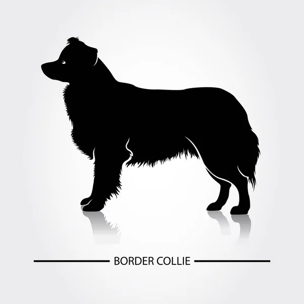 Silhouette Vectorielle Border Collie Dog Silhouettes Noires Races Chiens — Image vectorielle