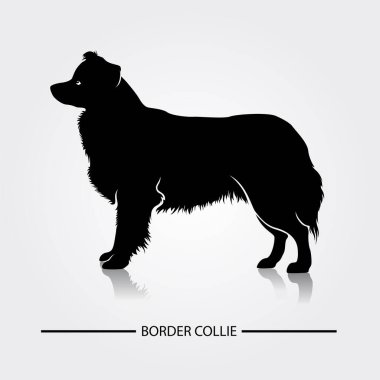Sınır Collie Dog vektör silueti. Köpek türlerinin siyah siluetleri.