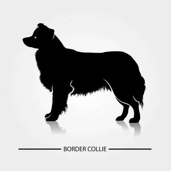 ボーダーコリー犬ベクトルシルエット 犬の品種の黒いシルエット — ストックベクタ