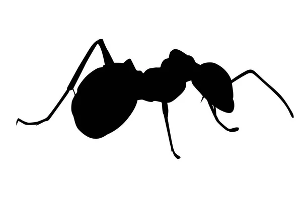 Silhouette Ant White Background — Stock Vector