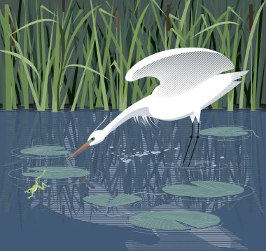 Egret hunts for a frog in the reeds, among water lilies clipart