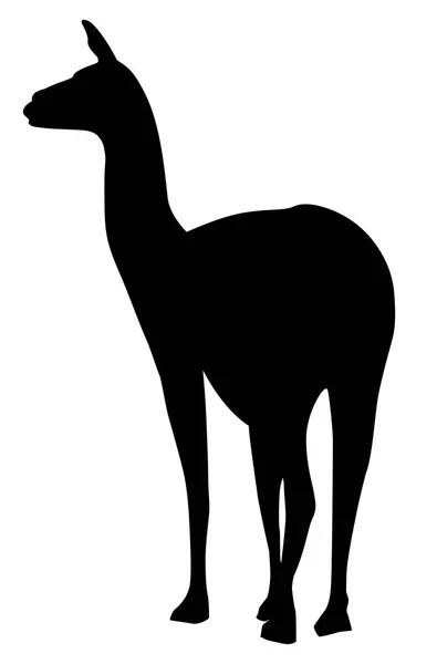 Силуэт Изящный Верблюжий Гуанако Белом Фоне — стоковый вектор