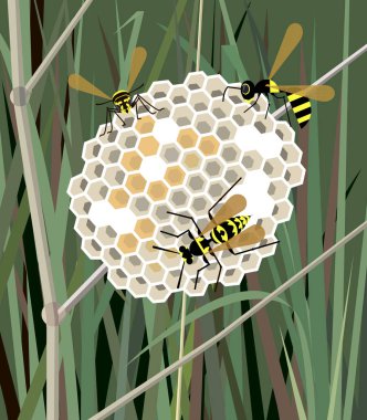 Çimenlerde wasp yuvası