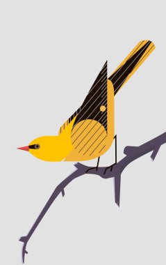Sarı Oriole açık gri arkaplanda bir ağaç dalında oturuyor, biçimlendirilmiş resim
