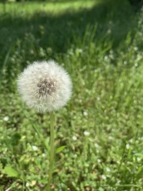 Güzel çiçek. Karahindiba inanılmaz bir çiçektir. Parlak yapraklar karahindibanın bileşenleridir..