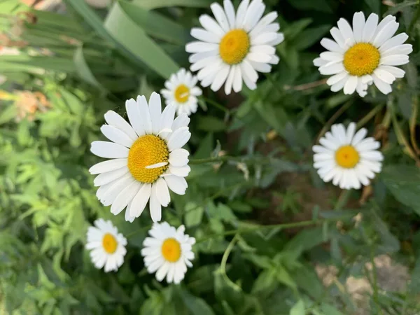 Linda Flor Camomila Uma Flor Incrível Pétalas Delicadas Aroma Doce — Fotografia de Stock