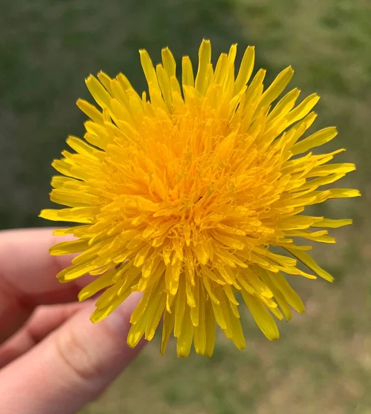 아름다운 민들레는 놀라운 꽃입니다 민들레의 성분이다 — 스톡 사진