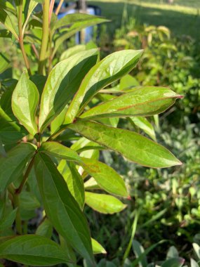 Bahçedeki güzel bitki.