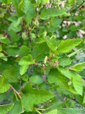 Yeşil yapraklar. Baharın büyüsü.