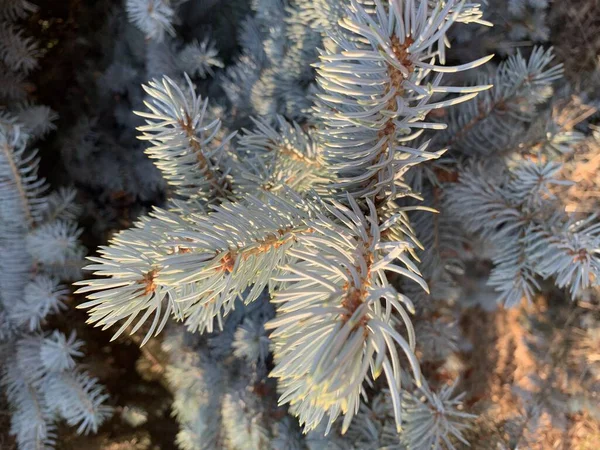 Fir Tree Forest — Stock Photo, Image