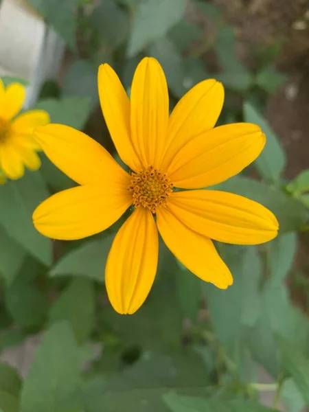 Linda Flor Jardín — Foto de Stock