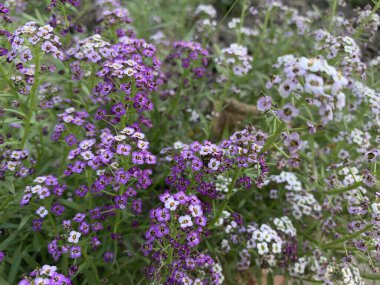 Bahçede inanılmaz bir çiçek