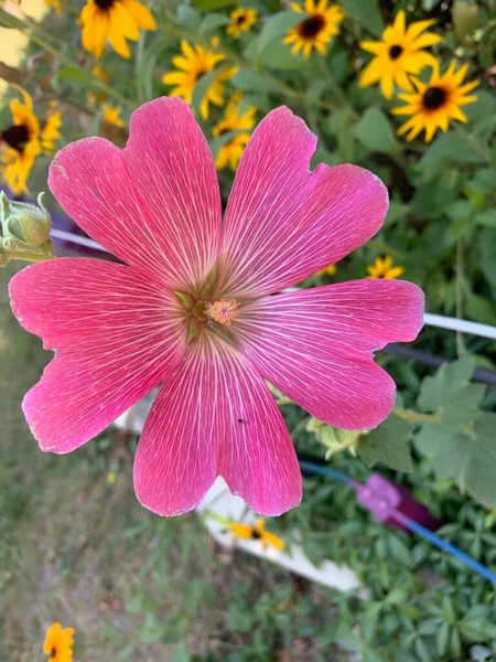 美しい花だ 繊細な花弁と甘い香りがこの花の構成要素です — ストック写真