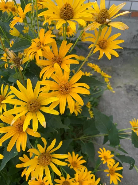 庭のきれいな花 — ストック写真
