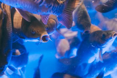 Balık süpermarketteki akvaryumda yüzer.