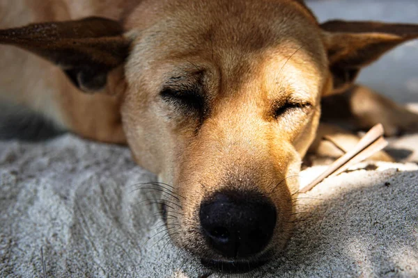 Güneşli bir havada kumların üzerinde uyuyan sevimli bir köpek.