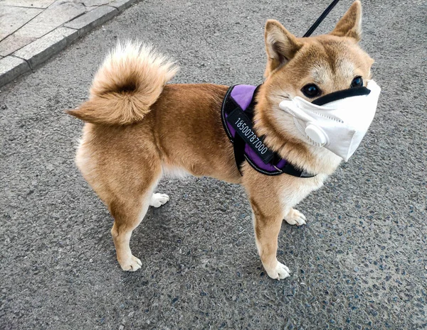 Shiba inu 'nun sevimli köpeği Coronavirus salgını sırasında koruyucu bir tıbbi maske takıyor.