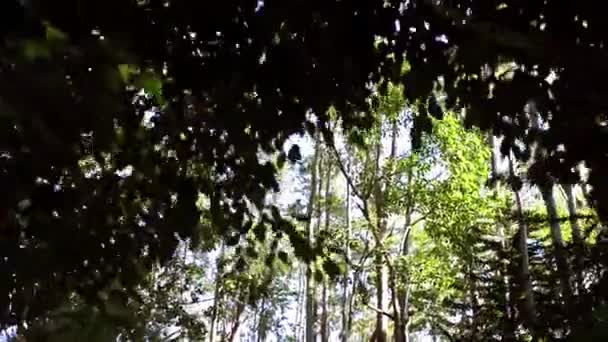 Ustanowienie Ujęcia Wideo Parku Maquilishuat Centralnej Ameryce Salvador — Wideo stockowe