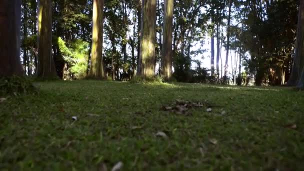 Vídeo Clipe Uma Câmera Baixo Ângulo Caminhar Parque Dia Ensolarado — Vídeo de Stock