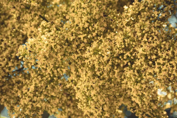 Κίτρινα Λουλούδια Φοίνικα — Φωτογραφία Αρχείου