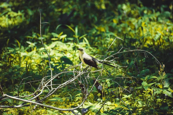 北モッキンバードは比較的珍しい鳥を見ていますが 耳を傾けるための壮大な鳥 — ストック写真