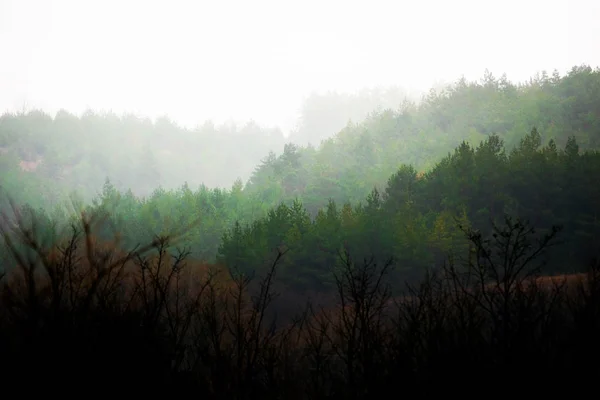 Photo composition panorama of coniferous forest landscape — Stock Photo, Image