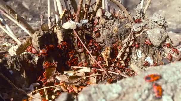 Time laps video beetles firebugs in their natural environment — Stock Video