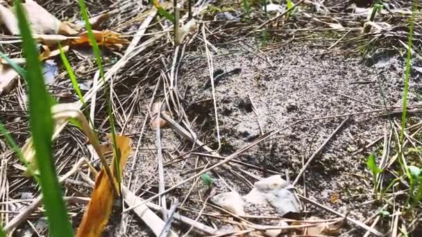 Les fourmis temporelles se déplacent dans leurs trous dans une clairière forestière — Video