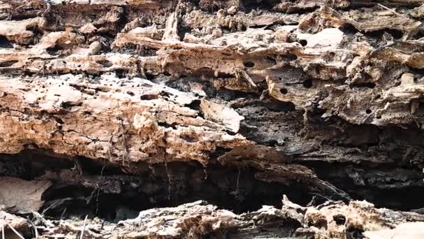Las hormigas del lapso de tiempo en un viejo árbol en el bosque. Video fondo hormiguero . — Vídeos de Stock