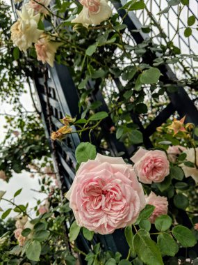 Gül bahçesi New York Botanik Bahçeleri 'nde bulundu.