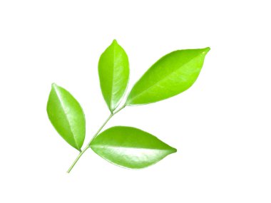 Beyaz arkaplanda yeşil yaprak izole edildi, kırpma yolu.