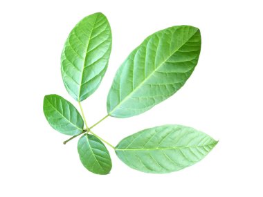 Beyaz arkaplanda yeşil yaprak izole edildi, kırpma yolu.