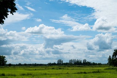 Prachinburi Eyaleti, Tayland 'ın yağışlı mevsiminde, yeşil tarlaları ve pirinç tarlaları olan mavi gökyüzü..