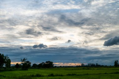 Prachinburi Eyaleti, Tayland 'ın yağışlı mevsiminde, yeşil tarlaları ve pirinç tarlaları olan mavi gökyüzü..
