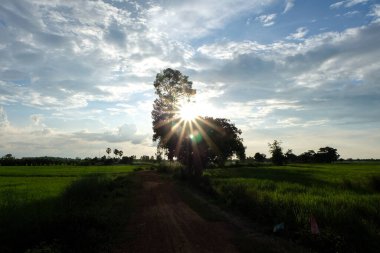 Doğanın güzelliği, gökyüzünün ve güneşin parladığı pirinç tarlalarında büyük ağaçlar.