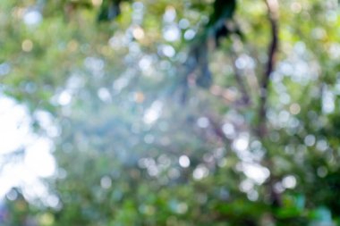 Doğal yeşil arkaplan bulanık, soyut bokeh ışığı